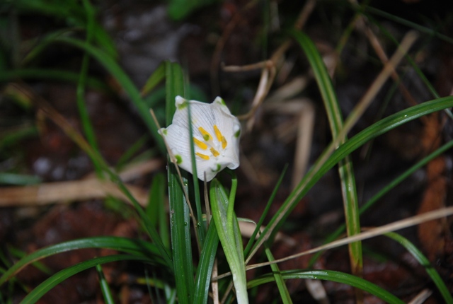 Leucojum vernum